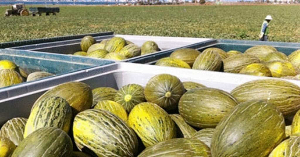 La Interprofesional castellano-manchega apuesta por la calidad de los melones y sandías tardíos de la región