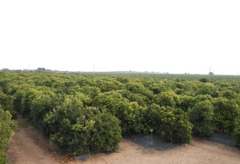 Nuevas variedades triploides de mandarino del IVIA