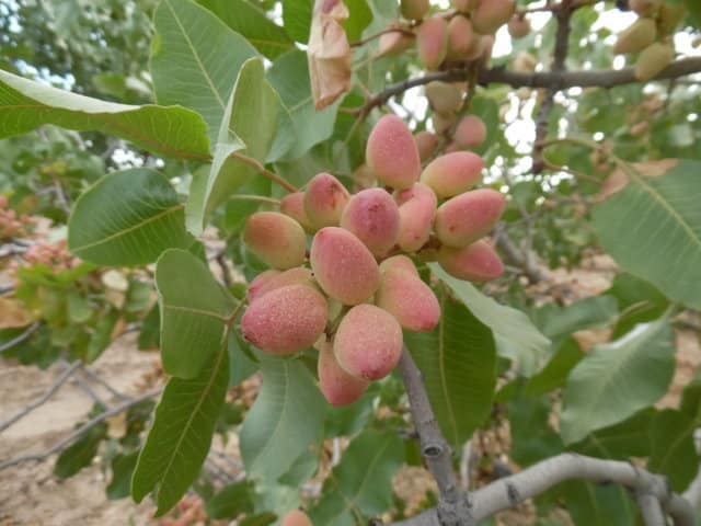 El cultivo del pistacho en la Comunidad de Madrid