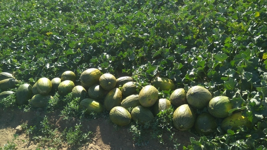 Un estudio del Imidra demuestra la eficacia de AgriAlgae en el cultivo del melón