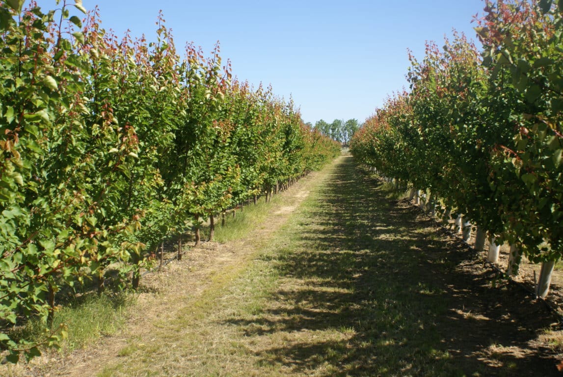 Se constata un descenso de la producción de fruta de hueso 2018/19 en la Unión Europea