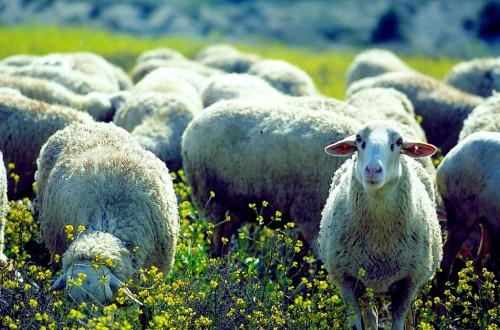 La Eurocámara pide una ayuda específica medioambiental para el ovino y caprino comunitario