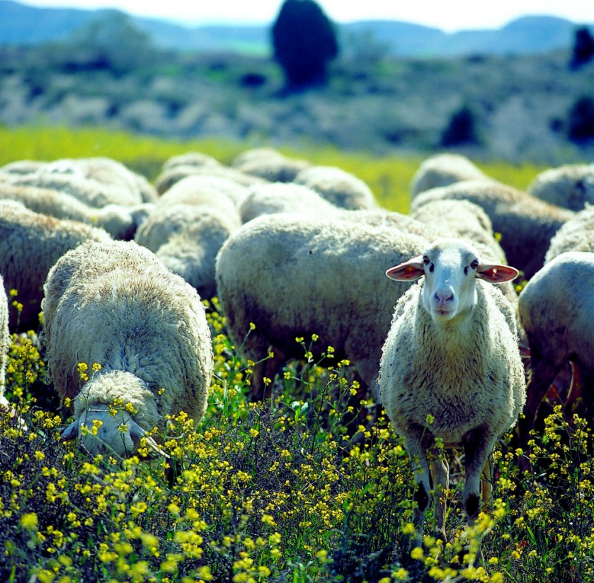 La Eurocámara pide una ayuda específica medioambiental para el ovino y caprino comunitario