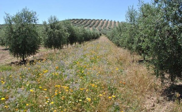 Hacia una necesaria integración eficaz entre agricultura y apicultura