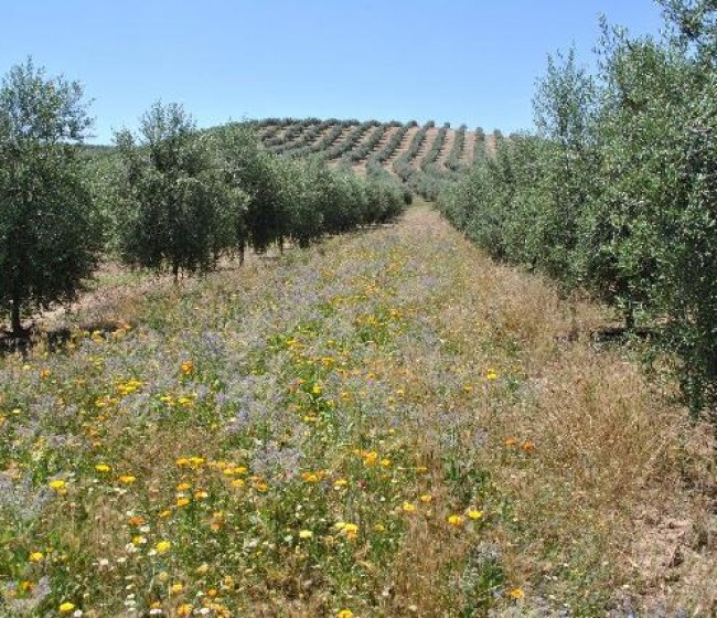 Hacia una necesaria integración eficaz entre agricultura y apicultura