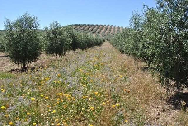 Hacia una necesaria integración eficaz entre agricultura y apicultura