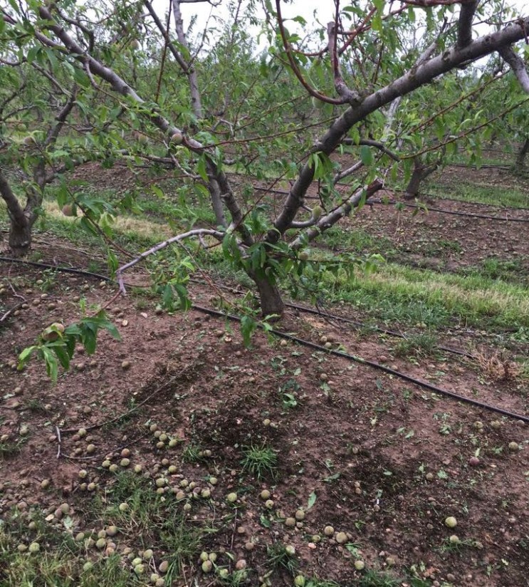 Daños en casi 45.000 ha de cultivos agrícolas por las tormentas de pedrisco este año