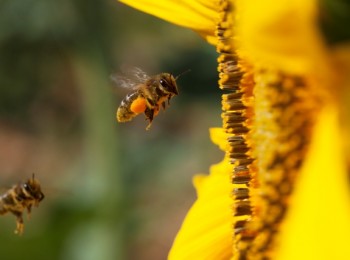 Agricultura y apicultura: una simbiosis necesaria