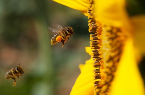 Agricultura y apicultura: una simbiosis necesaria