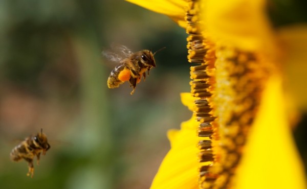 Agricultura y apicultura: una simbiosis necesaria