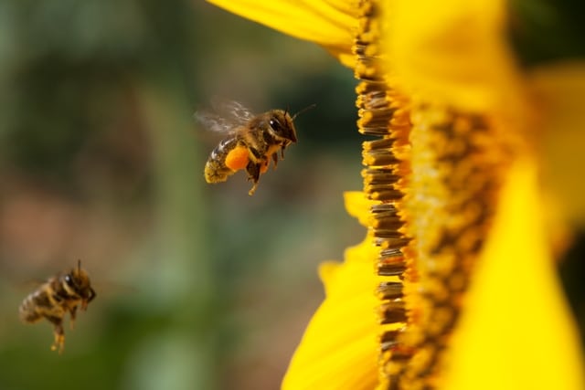 Agricultura y apicultura: una simbiosis necesaria