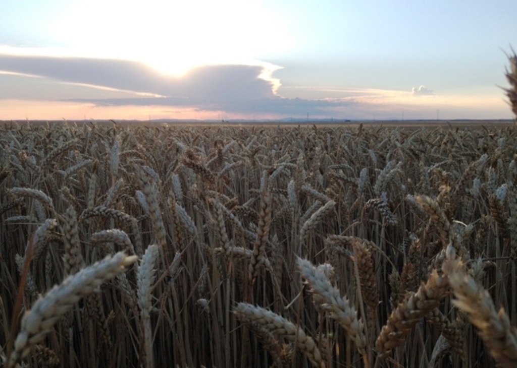 Castilla y León prevé lograr casi 6,2 Mt de cereales de invierno en la campaña 2018/19