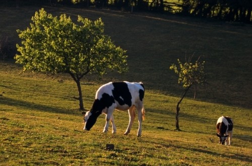 Las entregas de leche de vaca se moderan y suben solo un 0,4% y en 53.000 t en marzo en la UE