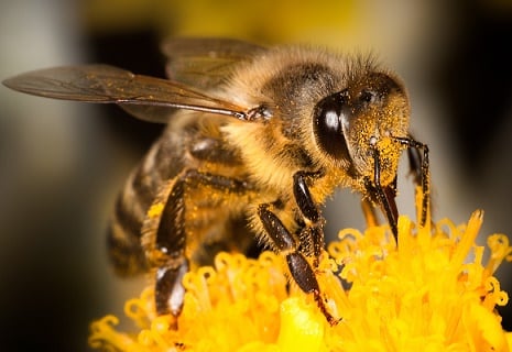 La UAB crea un colmenar experimental para saber por qué mueren las abejas