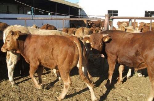 El FEGA comunica los importes definitivos de la ayuda asociada al vacuno de cebo PAC 2017