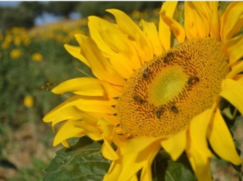 Las abejas en el escenario del cambio climático