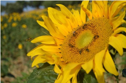 Las abejas en el escenario del cambio climático