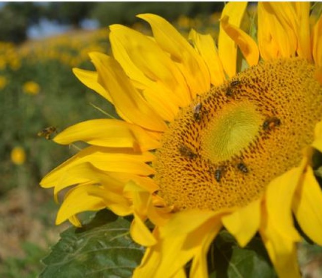 Las abejas en el escenario del cambio climático