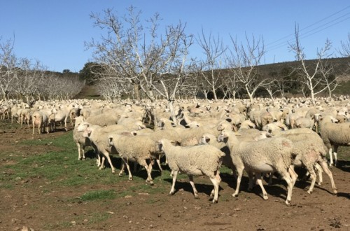 Ayudas públicas al ganadero