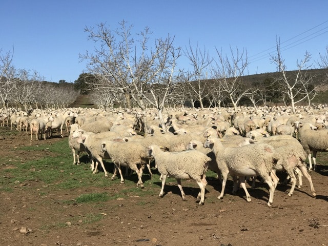 Ayudas públicas al ganadero