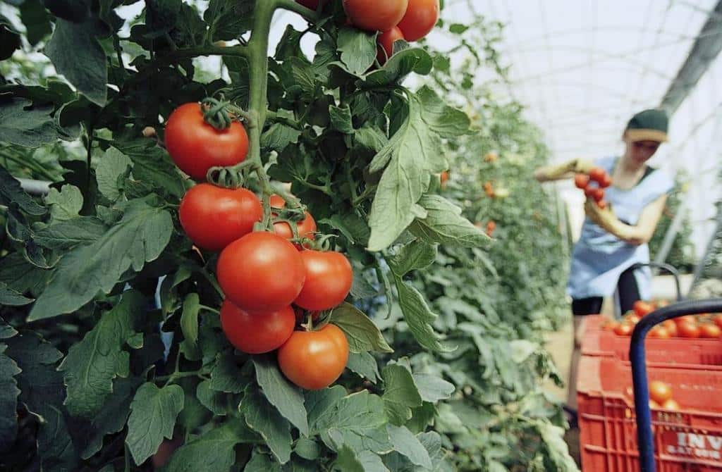 Tomate y patata, las hortalizas más importadas por la Unión Europea durante 2017