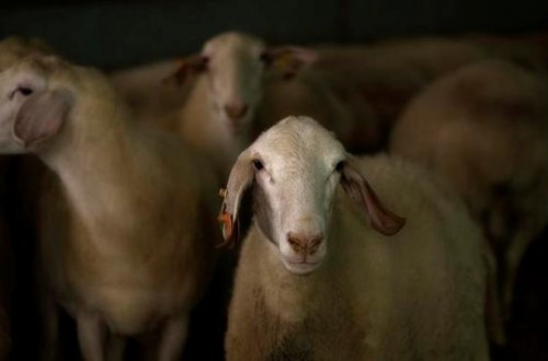 Ovejas y corderos monitorizados en la Granja AGM