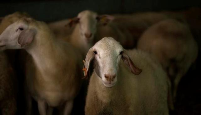 Ovejas y corderos monitorizados en la Granja AGM