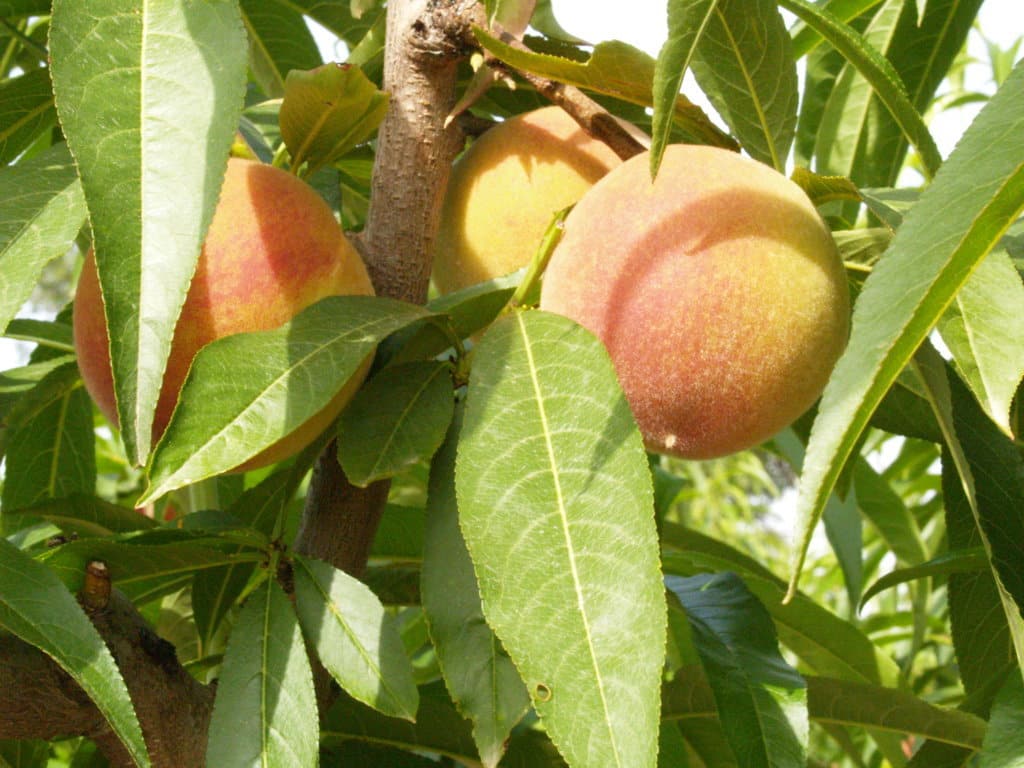 La especulación sobre los precios se apodera de las compraventas de fruta de verano