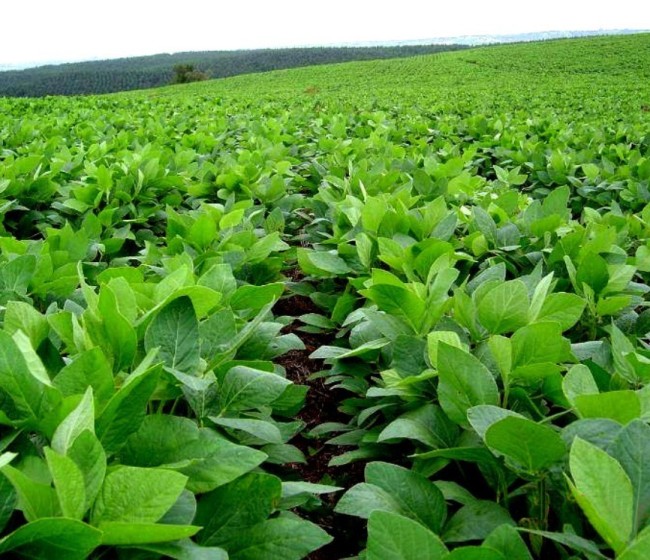 Nuevo récord en la superficie mundial destinada a cultivos modificados mediante biotecnología