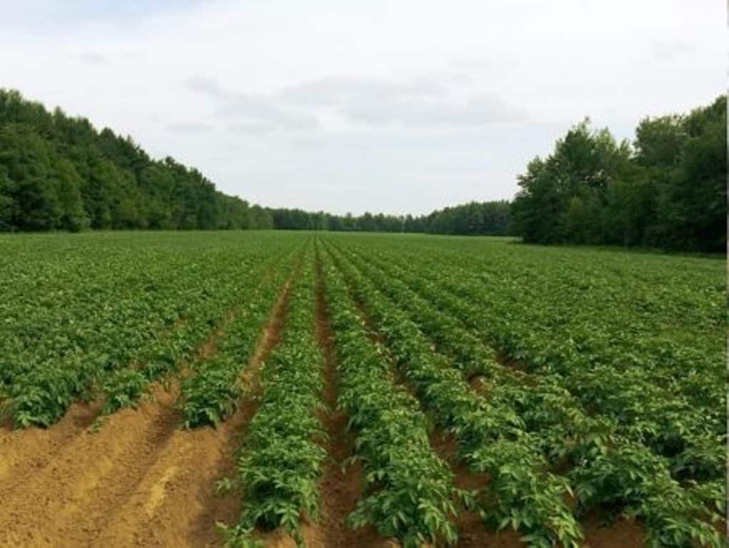 Desciende un 6% la superficie de cultivo de patata en Castilla y León