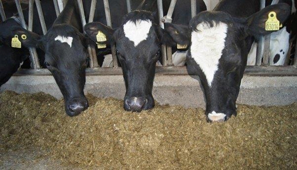 La CNMC ve riesgos “desproporcionados” para  la competencia en la regulación de las OP y primeros compradores de leche