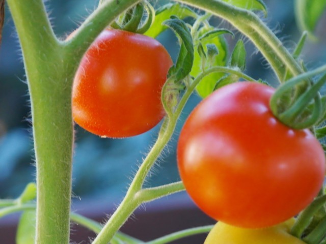 El Imidra confirma la eficacia de AgriAlgae en el cultivo de tomate