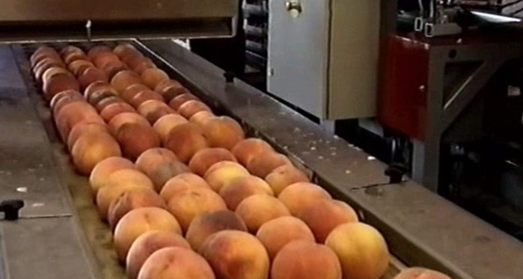 Retirada para su transformación en zumo de hasta 30.000 t de fruta dulce