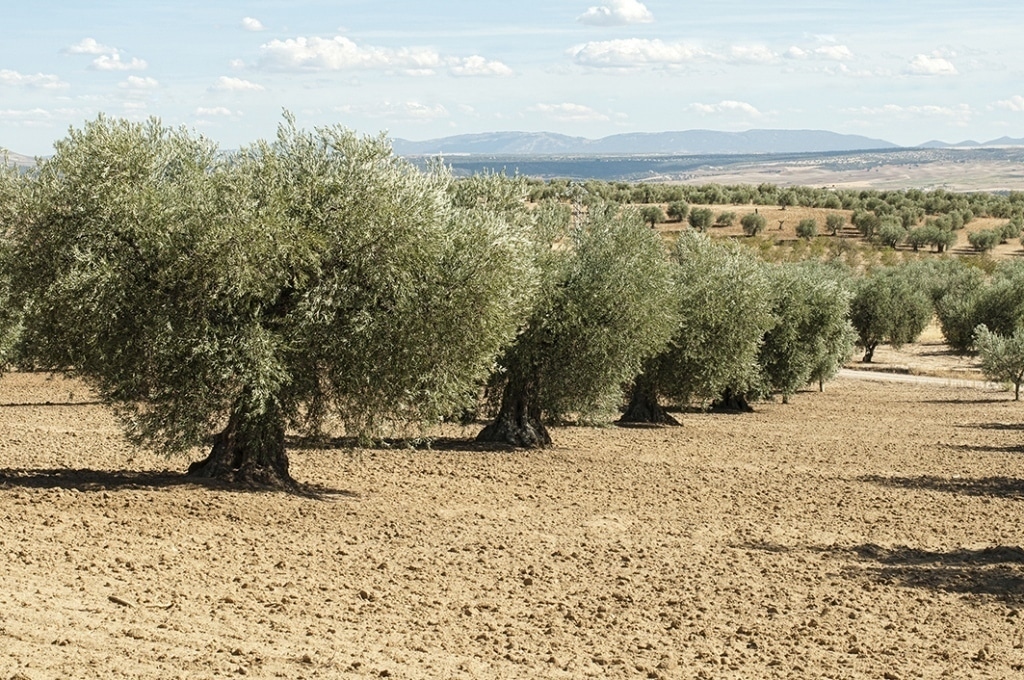 Ligera reactivación de las salidas al mercado de aceite de oliva en mayo