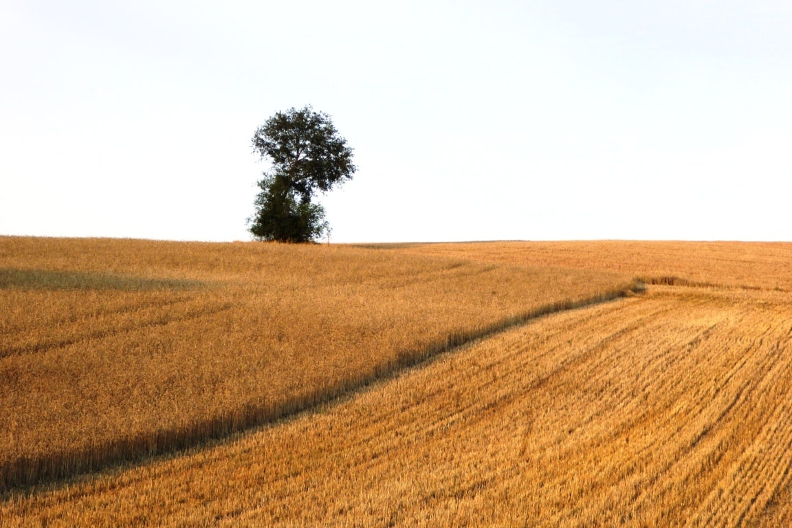 El USDA espera una caída de la producción mundial de trigo para la nueva campaña de comercialización 2018/19