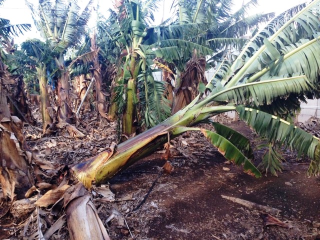 La climatología provoca una fuerte caída de la producción de Plátano de Canarias