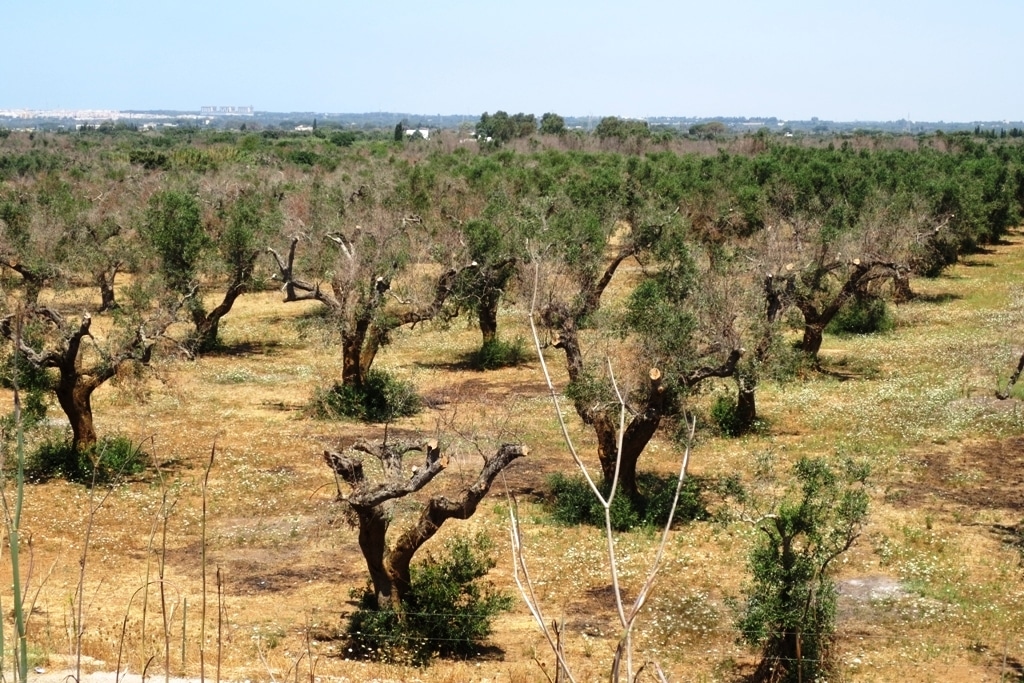 Sanidad vegetal y la ineficiencia de los controles fitosanitarios en frontera. Por Jaime Lamo de Espinosa