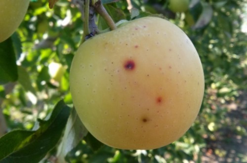 Una nueva enfermedad causada por Alternaria afecta a plantaciones de manzana en Girona