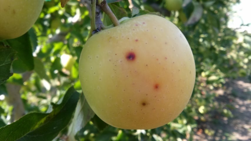 Una nueva enfermedad causada por Alternaria afecta a plantaciones de manzana en Girona