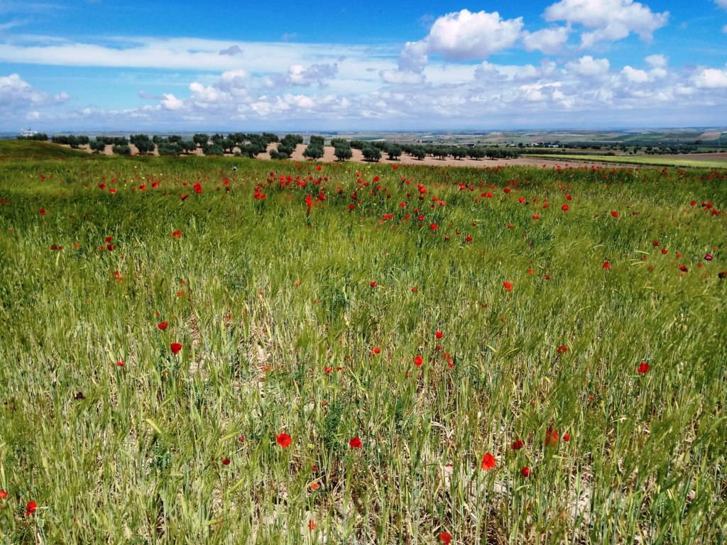 Castilla y León: nuevo plazo a los agricultores para que se incorporen a los compromisos medioambientales y climáticos