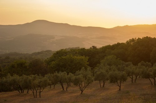 El agro europeo pide a la UE más coherencia sobre la futura PAC y las políticas comerciales