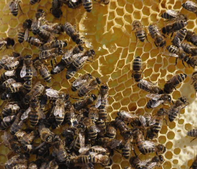 COAG denuncia la “caótica gestión ministerial” de los fondos para investigación en apicultura