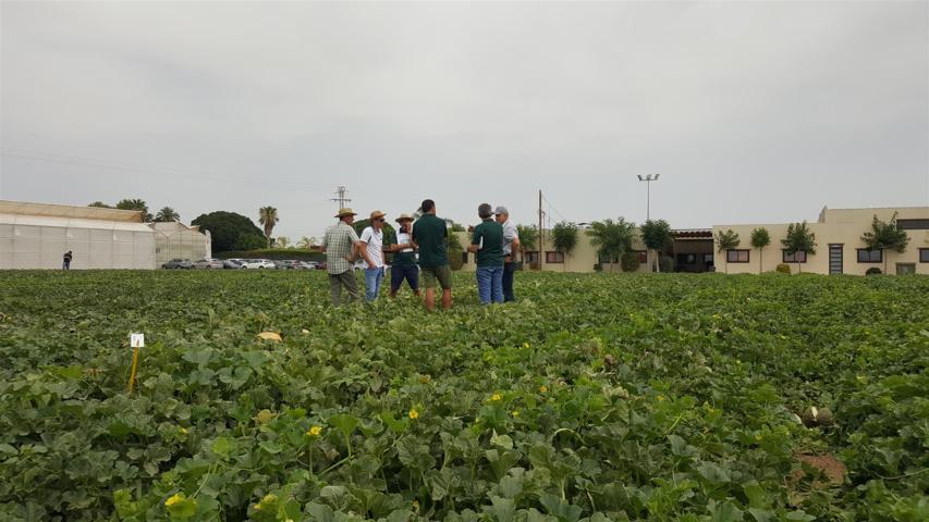 Nuevas variedades de sandía y melón de Nunhems