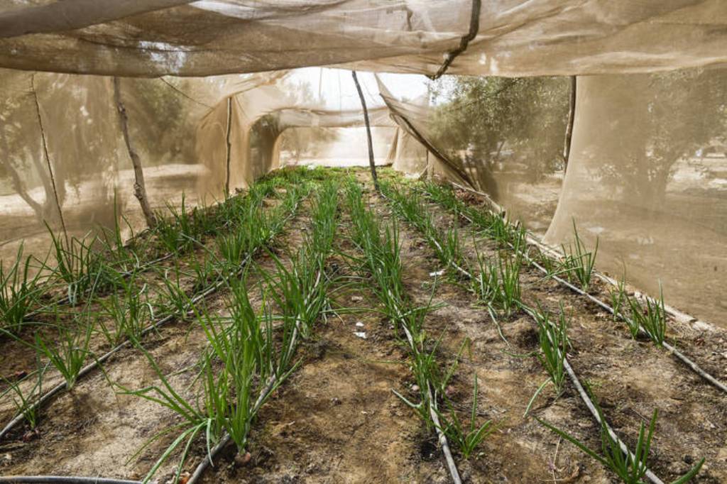 OCDE y FAO: La seguridad alimentaria requiere condiciones predecibles del comercio agrícola
