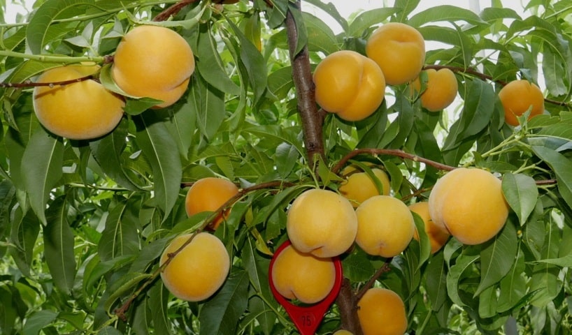 Gimenells acoge la XXII Exposición de variedades de melocotón y nectarina del IRTA