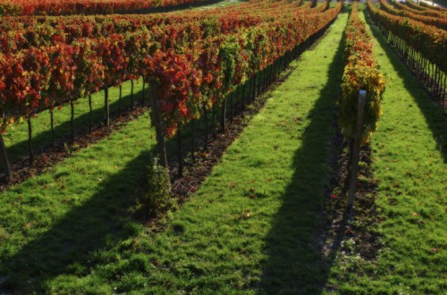 Influencia en el viñedo de la cubierta vegetal espontánea