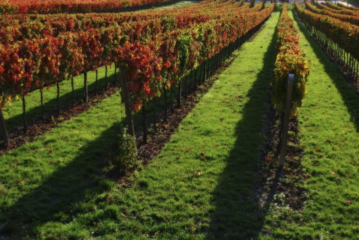 Influencia en el viñedo de la cubierta vegetal espontánea