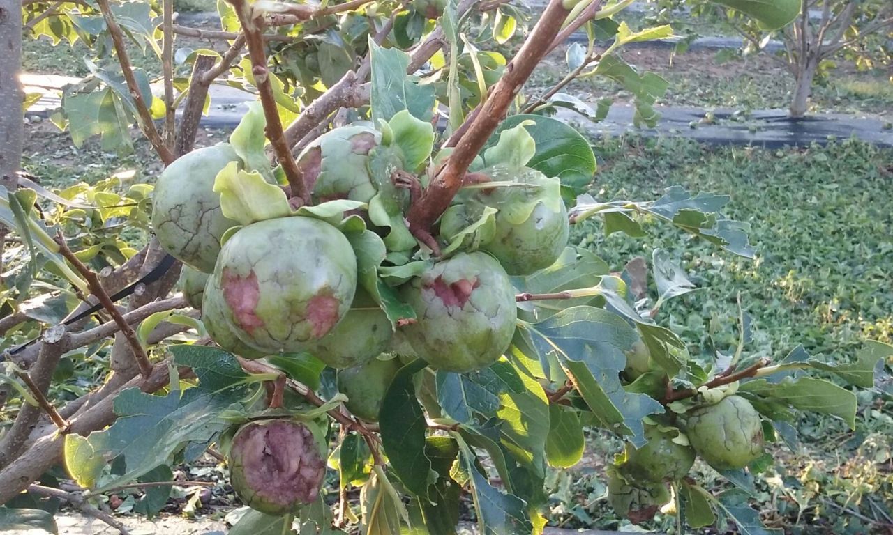 Pérdidas millonarias por pedrisco en la Ribera valenciana