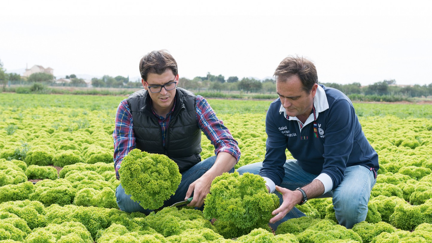 Las variedades de lechuga de Bejo son resistentes a las nuevas cepas de Bremia
