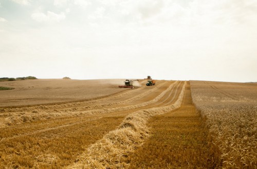 El COPA-Cogeca recorta hasta 273,8 Mt, la previsión de producción de cereales en la UE en 2018/19